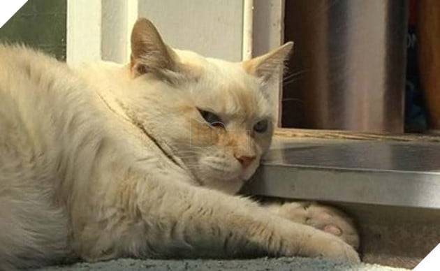 7 chu cho Pitbull dang dao choi bat ngo bi con meo lao toi danh tan tac 2 chú mèo đanh đá đánh chó pitbull tan tác
