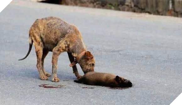 Rơi nước mắt câu chuyện xúc động về loài chó cuối năm Mậu Tuất Rơi nước mắt câu chuyện xúc động về loài chó cuối năm Mậu Tuất
