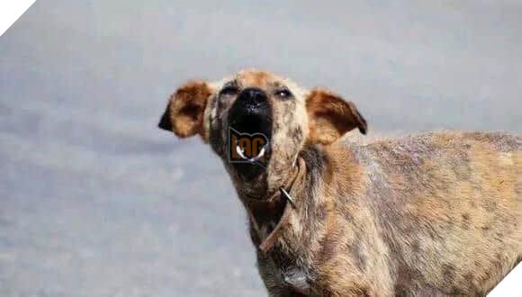 Rơi nước mắt câu chuyện xúc động về loài chó cuối năm Mậu Tuất Rơi nước mắt câu chuyện xúc động về loài chó cuối năm Mậu Tuất