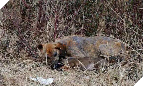 Rơi nước mắt câu chuyện xúc động về loài chó cuối năm Mậu Tuất