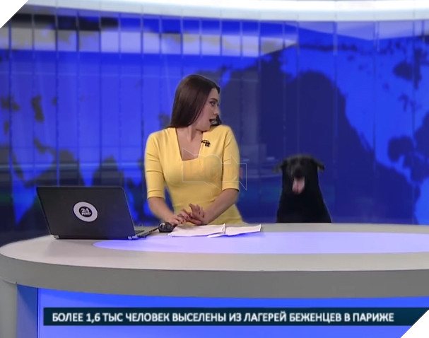 Thản nhiên xông vào trường quay truyền hình trực tiếp, đây chính là chú chó nổi nhất đêm nay