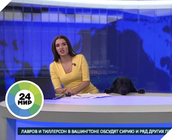 Thản nhiên xông vào trường quay truyền hình trực tiếp, đây chính là chú chó nổi nhất đêm nay 3