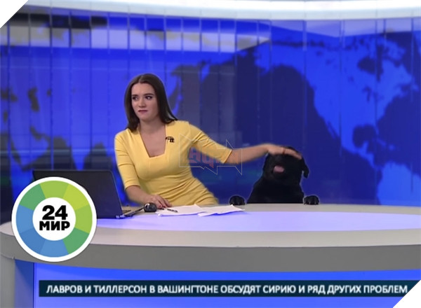 Thản nhiên xông vào trường quay truyền hình trực tiếp, đây chính là chú chó nổi nhất đêm nay 4