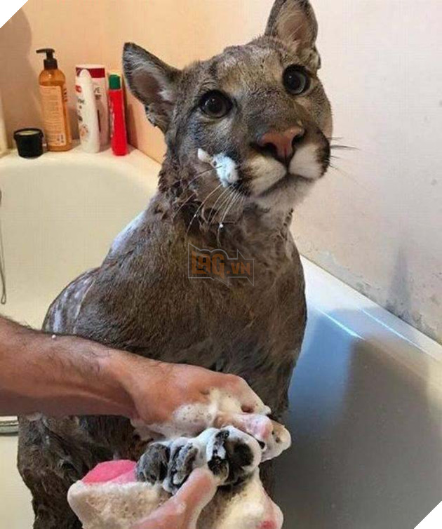 Không biết khóc hay cười cho chàng trai ngô nghê đến mức cưu mang báo sư tử vì nghĩ đó là mèo