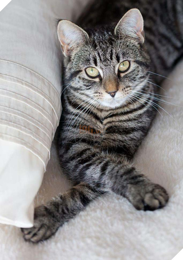 Không biết khóc hay cười cho chàng trai ngô nghê đến mức cưu mang báo sư tử vì nghĩ đó là mèo 2