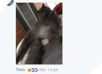 Không biết khóc hay cười cho chàng trai ngô nghê đến mức cưu mang báo sư tử vì nghĩ đó là mèo 3