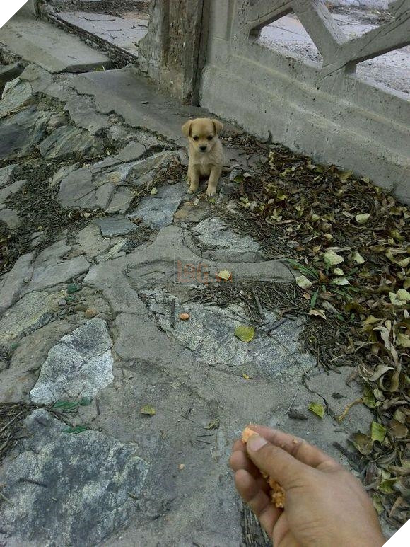 Đằng sau câu chuyện chú chó liên tục đi “Ăn xin”