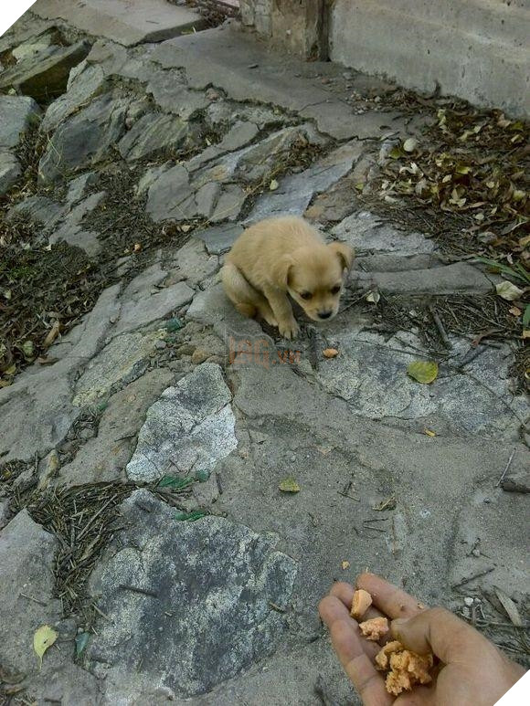 Đằng sau câu chuyện chú chó liên tục đi “Ăn xin” 2