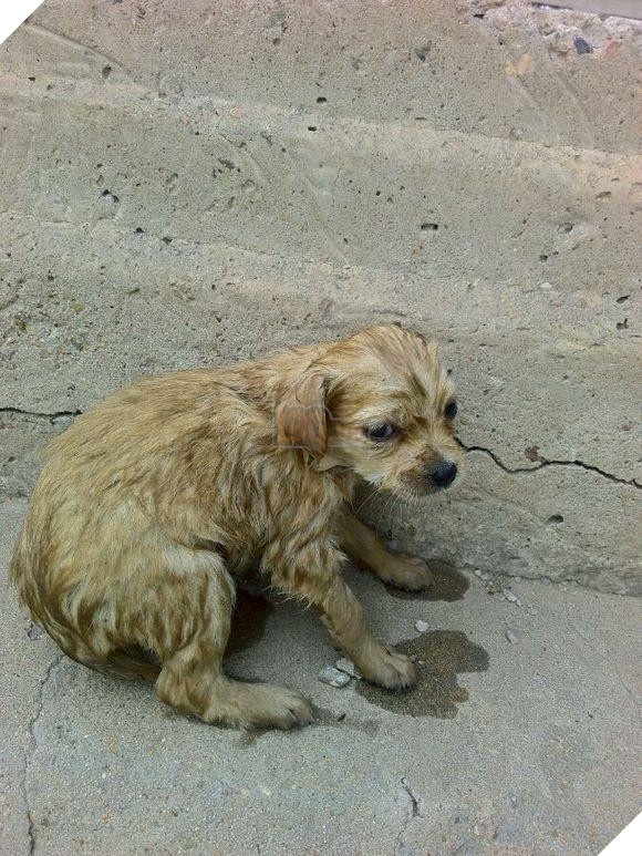 Đằng sau câu chuyện chú chó liên tục đi “Ăn xin” 3