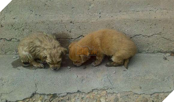 Đằng sau câu chuyện chú chó liên tục đi “Ăn xin” 4