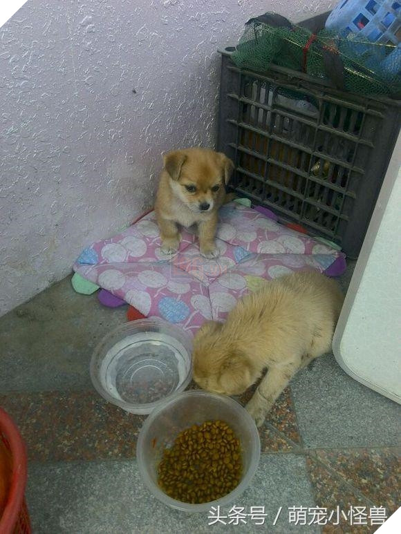 Đằng sau câu chuyện chú chó liên tục đi “Ăn xin” 5