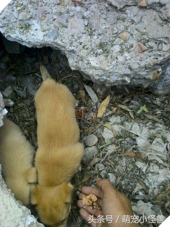 Đằng sau câu chuyện chú chó liên tục đi “Ăn xin” 6