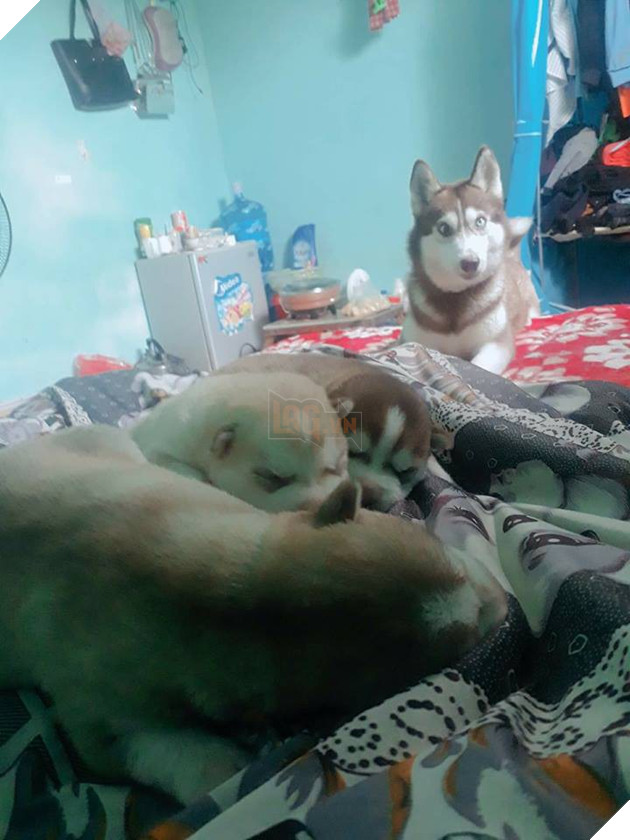 Mới quen được 1 tháng, cô gái đã bị người yêu bắt mất 4 chú chó khi đòi không được còn bị dọa tung clip nóng 2