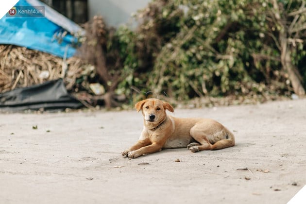 Về thăm ngôi làng ở Hà Nội ăn cả tấn thịt chó vào mùng 4 Tết hàng năm: Không ép bất cứ ai nếu họ không muốn ăn 10