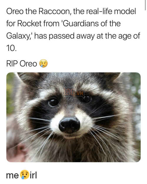 Oreo, chu gau meo truyen cam hung cho nhan vat Rocket da qua doi 3 Oreo, chú gấu mèo truyền cảm hứng cho nhân vật Rocket đã qua đời 3