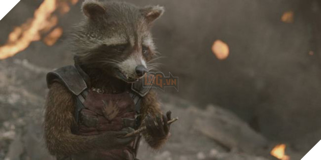 Oreo, chu gau meo truyen cam hung cho nhan vat Rocket da qua doi 5 Oreo, chú gấu mèo truyền cảm hứng cho nhân vật Rocket đã qua đời 5