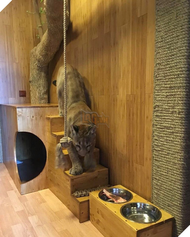 Dù ngôi nhà khá chật hẹp nhưng Messi được ưu ái riêng cho một “phòng” để leo trèo, vui chơi và ăn uống.
Dù ngôi nhà khá chật hẹp nhưng Messi được ưu ái riêng cho một “phòng” để leo trèo, vui chơi và ăn uống.