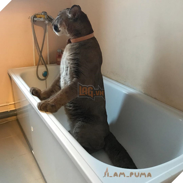 Dù được chăm sóc kỹ nhưng Messi chỉ đạt kích cỡ bằng 2/3 những chú báo bình thường trong tự nhiên, dù vậy thì nó cũng đã rất to lớn rồi.
Dù được chăm sóc kỹ nhưng Messi chỉ đạt kích cỡ bằng 2/3 những chú báo bình thường trong tự nhiên, dù vậy thì nó cũng đã rất to lớn rồi.