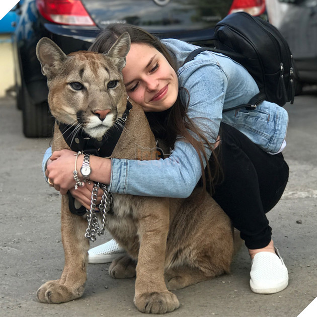 Rất may cho Messi là trong một lần đến thăm sở thú, cặp đôi Mariya và Aleksandr Dmitriev đã trông thấy nó và nhanh chóng yêu thích, họ đề nghị sở thú bán Messi cho mình và cũng nhanh chóng được đồng ý.
Rất may cho Messi là trong một lần đến thăm sở thú, cặp đôi Mariya và Aleksandr Dmitriev đã trông thấy nó và nhanh chóng yêu thích, họ đề nghị sở thú bán Messi cho mình và cũng nhanh chóng được đồng ý.