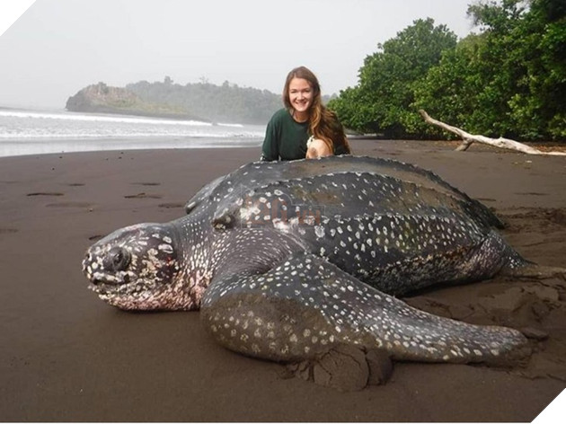 19 động vật ‘quá khổ’ khiến bạn mở tầm mắt, bức cuối chú chó siêu cơ bắp 15