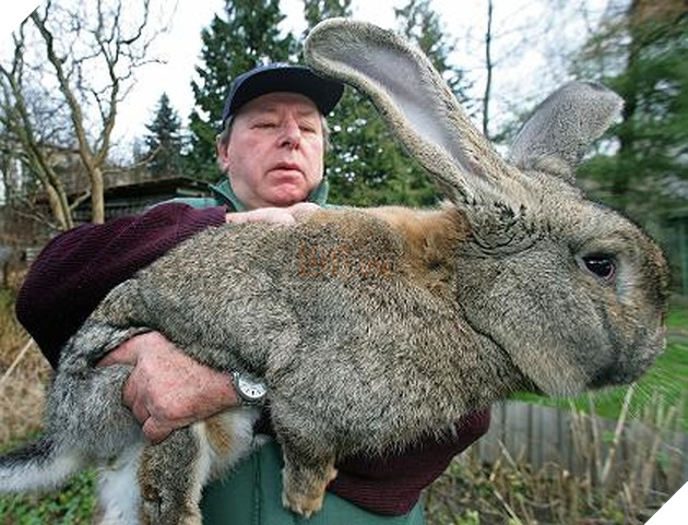 19 động vật ‘quá khổ’ khiến bạn mở tầm mắt, bức cuối chú chó siêu cơ bắp 17