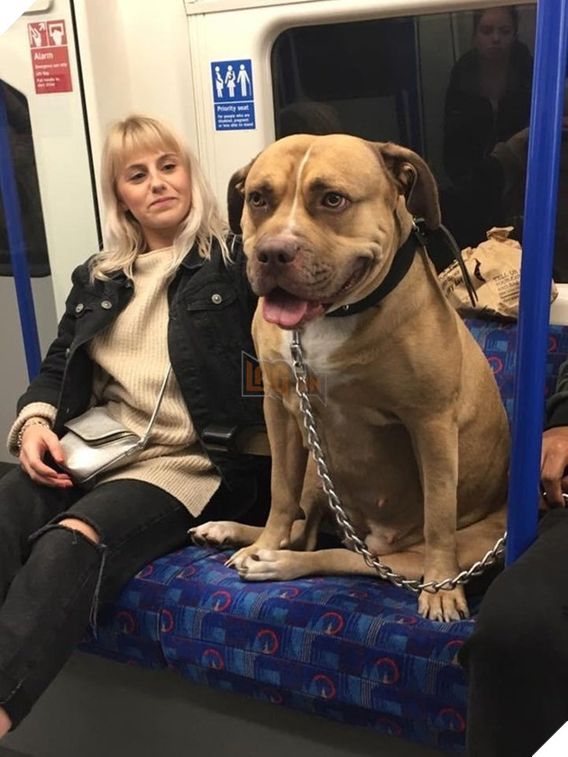 19 động vật ‘quá khổ’ khiến bạn mở tầm mắt, bức cuối chú chó siêu cơ bắp