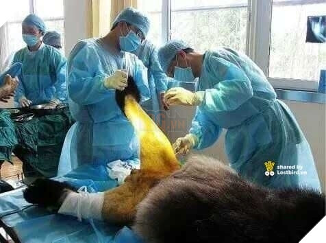 Các bác sĩ tiêm thuốc mê để kiểm tra và điều trị vết thương cho chú.
Các bác sĩ tiêm thuốc mê để kiểm tra và điều trị vết thương cho chú.