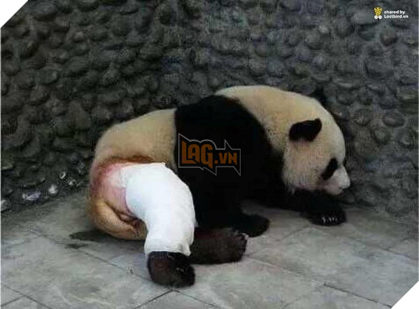 Chiếc chân đã được băng bó cẩn thận cùng những mảng lông bị cạo, nhìn thấy thương.
Chiếc chân đã được băng bó cẩn thận cùng những mảng lông bị cạo, nhìn thấy thương.