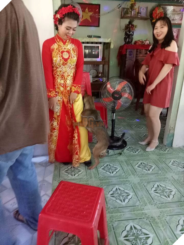 Chú chó quyết níu kéo bằng mọi giá Chú chó quyết níu kéo bằng mọi giá
