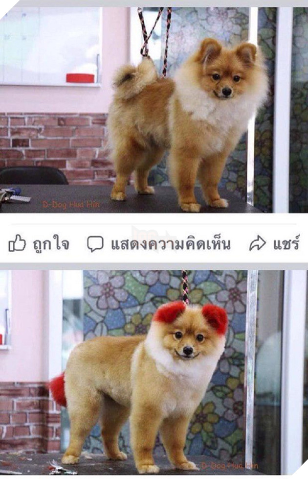 Ăn theo trào lưu nhuộm tai chó màu hồng, cô chủ Thái Lan bị chỉ trích vì khiến thú cưng dị ứng đến rụng cả tai - Ảnh 1. Ăn theo trào lưu nhuộm tai chó màu hồng, cô chủ Thái Lan bị chỉ trích vì khiến thú cưng dị ứng đến rụng cả tai - Ảnh 1.