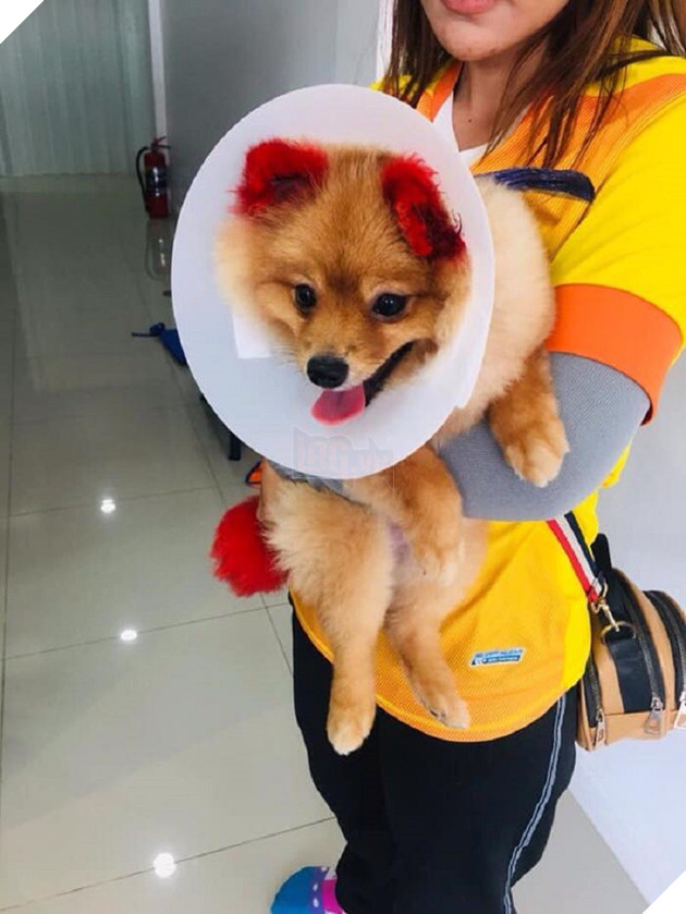 Ăn theo trào lưu nhuộm tai chó màu hồng, cô chủ Thái Lan bị chỉ trích vì khiến thú cưng dị ứng đến rụng cả tai - Ảnh 3. Ăn theo trào lưu nhuộm tai chó màu hồng, cô chủ Thái Lan bị chỉ trích vì khiến thú cưng dị ứng đến rụng cả tai - Ảnh 3.