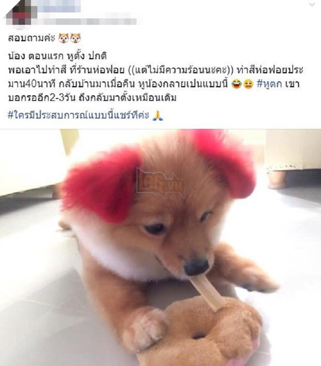 Ăn theo trào lưu nhuộm tai chó màu hồng, cô chủ Thái Lan bị chỉ trích vì khiến thú cưng dị ứng đến rụng cả tai - Ảnh 4. Ăn theo trào lưu nhuộm tai chó màu hồng, cô chủ Thái Lan bị chỉ trích vì khiến thú cưng dị ứng đến rụng cả tai - Ảnh 4.