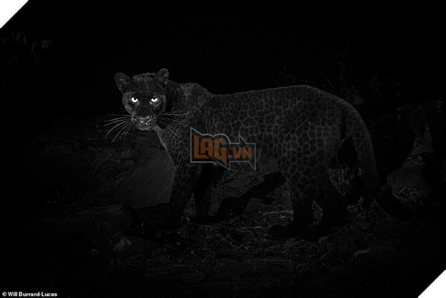 
Bộ lông của chúng có màu đen là do nhiễm hắc tố melanin, một dạng đột biến gen hiếm gặp.