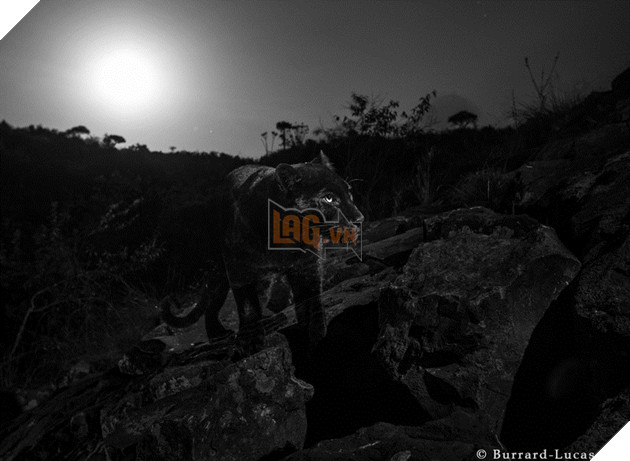 
Đây chính là con báo đen đầu tiên được chụp lại ảnh sau gần 100 năm ở châu Phi!