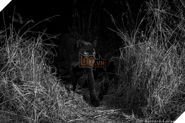 Phát hiện con vật quý hiếm trong truyền thuyết, 100 năm mới chụp được ảnh một lần