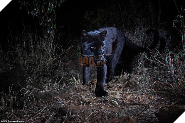 
Báo đen được xem là một con vật linh thiêng.