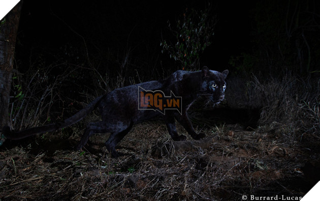 
Will đã phải đặt camera ngầm mới chụp được ảnh của nó.