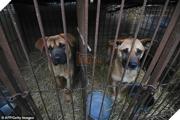 Giải cứu gần 200 con ch&#243; tại cơ sở th&#250; cưng kết hợp giết thịt ở H&#224;n Quốc - Ảnh 1.