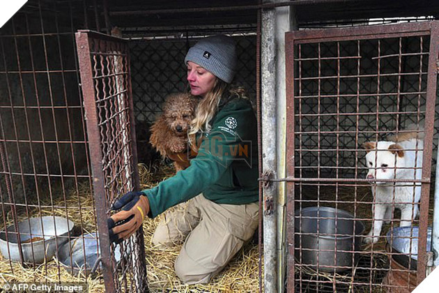 Giải cứu gần 200 con ch&#243; tại cơ sở th&#250; cưng kết hợp giết thịt ở H&#224;n Quốc - Ảnh 3.