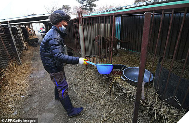 Giải cứu gần 200 con ch&#243; tại cơ sở th&#250; cưng kết hợp giết thịt ở H&#224;n Quốc - Ảnh 2.