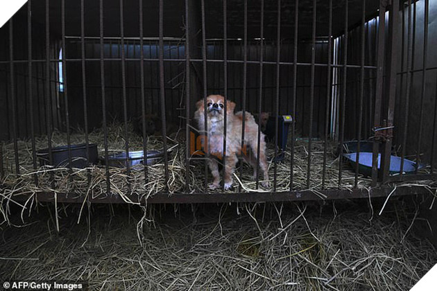 Giải cứu gần 200 con ch&#243; tại cơ sở th&#250; cưng kết hợp giết thịt ở H&#224;n Quốc - Ảnh 1.