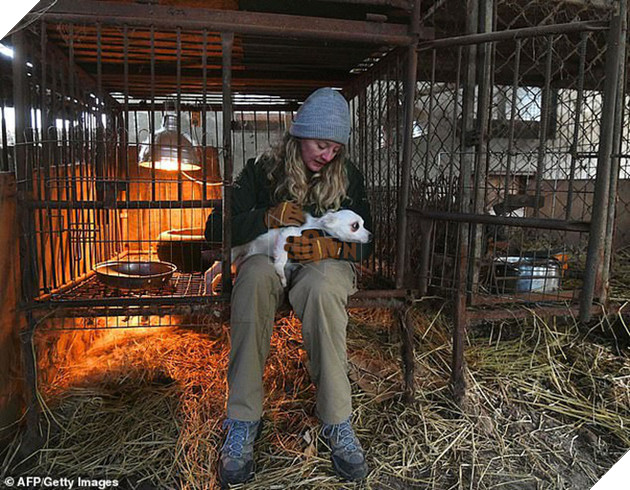 Giải cứu gần 200 con ch&#243; tại cơ sở th&#250; cưng kết hợp giết thịt ở H&#224;n Quốc - Ảnh 2.