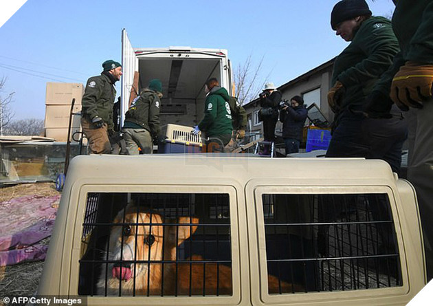 Giải cứu gần 200 con ch&#243; tại cơ sở th&#250; cưng kết hợp giết thịt ở H&#224;n Quốc - Ảnh 3.