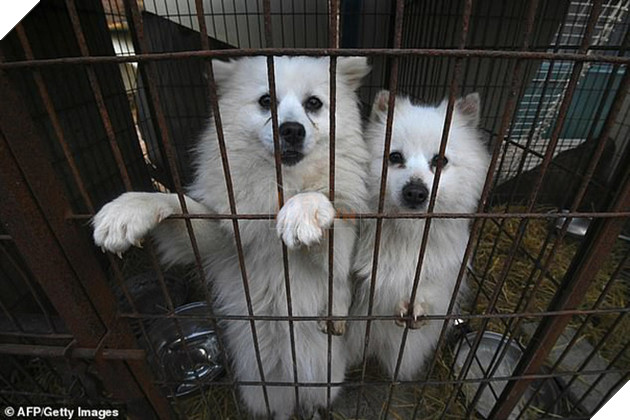 Giải cứu gần 200 con ch&#243; tại cơ sở th&#250; cưng kết hợp giết thịt ở H&#224;n Quốc - Ảnh 1.