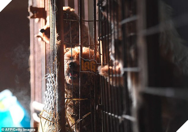 Giải cứu gần 200 con ch&#243; tại cơ sở th&#250; cưng kết hợp giết thịt ở H&#224;n Quốc - Ảnh 1.