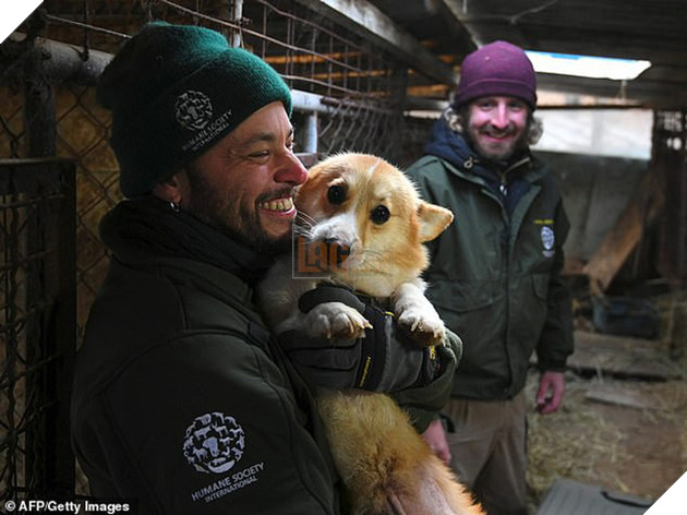 Giải cứu gần 200 con ch&#243; tại cơ sở th&#250; cưng kết hợp giết thịt ở H&#224;n Quốc - Ảnh 3.