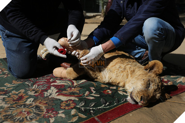 Cắt hết móng sư tử để trẻ em có thể chơi cùng, ban quản lý sở thú bị chỉ trích dữ dội - Ảnh 1.