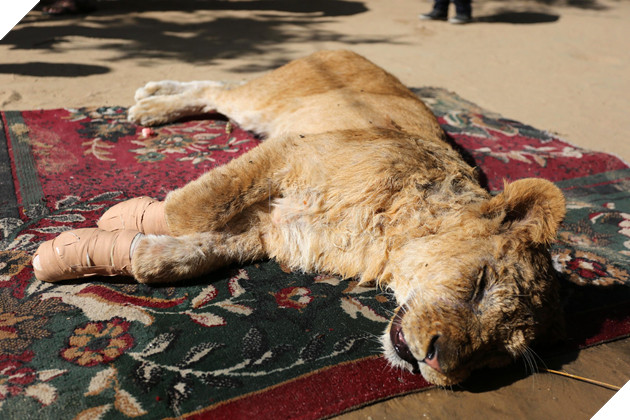 Cắt hết móng sư tử để trẻ em có thể chơi cùng, ban quản lý sở thú bị chỉ trích dữ dội - Ảnh 2.