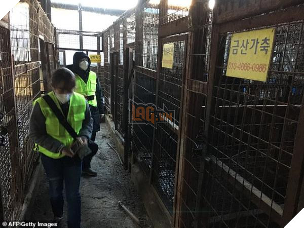Thị trưởng Seoul đưa ra tuyên bố chính thức: ‘Sẽ đóng cửa tất cả các lò giết thịt chó ở đây’ 4