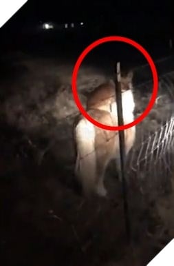 
Chú chó nhìn thấy chủ vẫn tỏ ra bình thản ung dung.